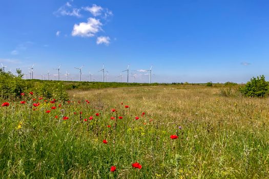 The wind turbines in the field with red poppy at the front, Windmill farm.