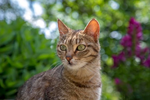 Portrait of beauty wild cat with green eyes in the garden