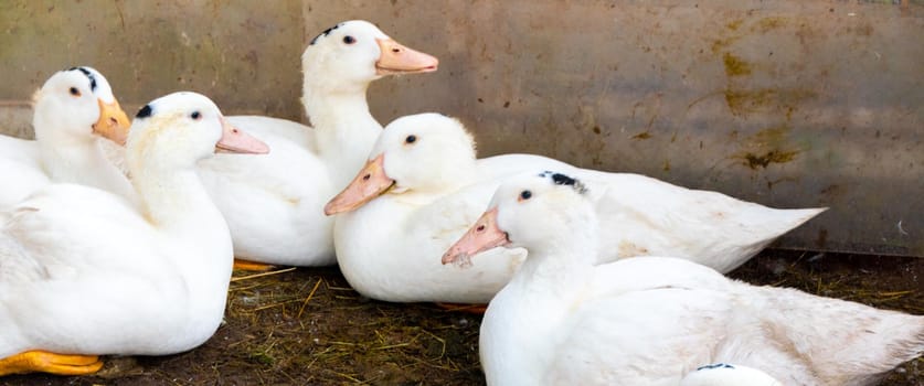 Flock of white domestic geese. Ranch duck Feeding High quality photo