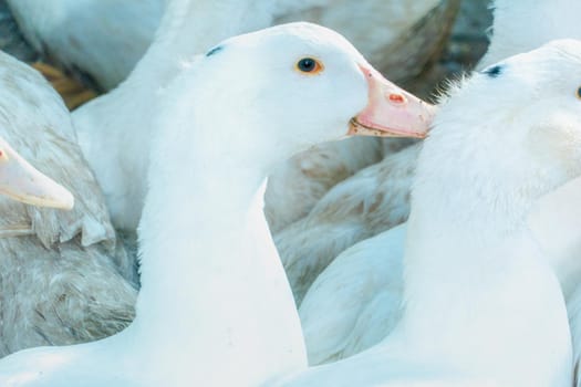 Flock of white domestic geese. Ranch duck Feeding High quality photo