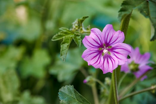 beautiful garden flower on green blurred background