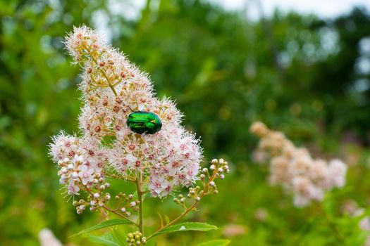 Rose chafer - Cetonia aurata - on flowers of Spirea bumalda. High quality photo