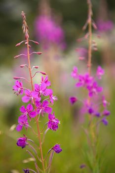 Beautiful landscape in the mountains with pink flowers. Vertical view