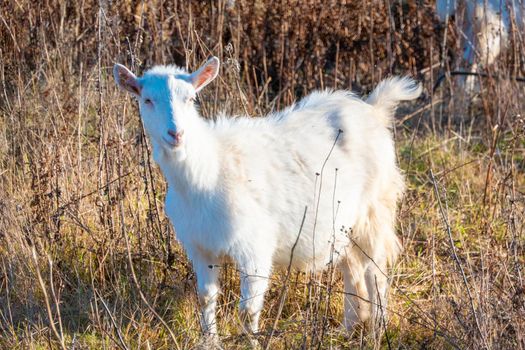 Goat eating withered grass, Livestock on a autmn pasture. White goat. Cattle on a village farm. High quality photo