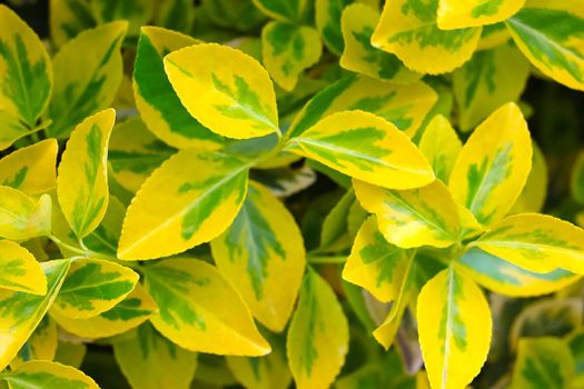 Beautiful yellow green leaves of a houseplant, background