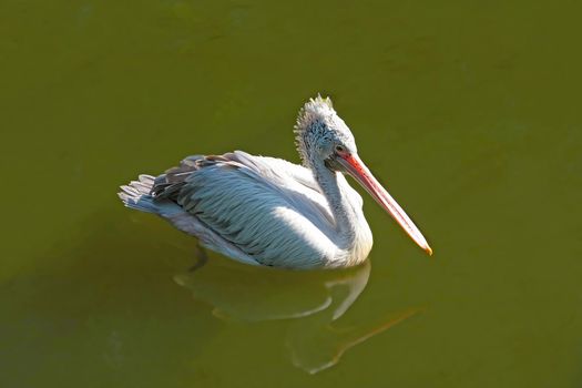 A pelican swims in the pond. A genus of birds, the only one in the pelican family of the order Pelicanidae