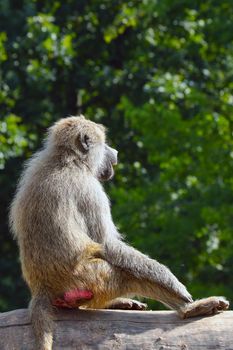 A macaque sits on a tree in the forest
