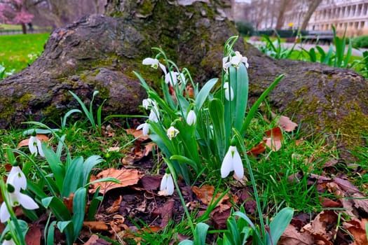 Young flowers bloom in the flower bed in the park. Spring