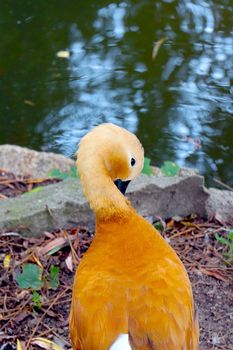 A duck stands on the shore of the pond and cleans its feathers