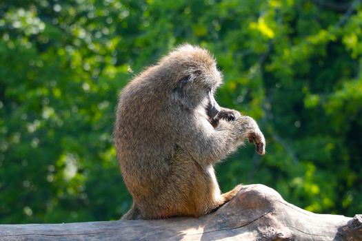 The macaque sits and cleans its fur