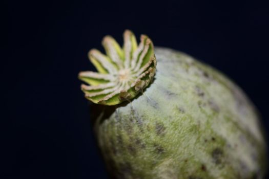 Opium fruit papaver somniferum family papavaraceae close up botanical background high quality big size print home decor agricultural psychoactive flowers