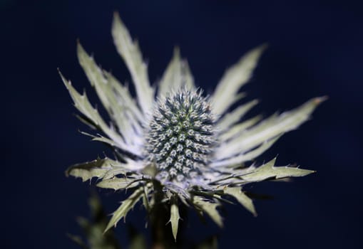 Wild mountain flower summer blossom Eryngium planum family Apiaceae modern botanical background high quality big size prints wall poster