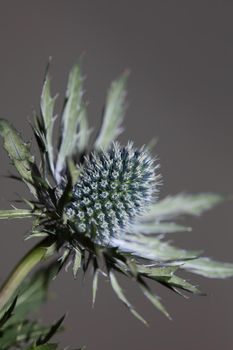 Wild mountain flower summer blossom Eryngium planum family Apiaceae modern botanical background high quality big size prints wall poster