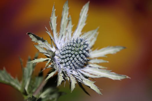 Wild mountain flower summer blossom Eryngium planum family Apiaceae modern botanical background high quality big size prints wall poster