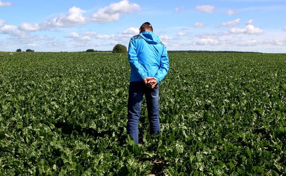 The cultivation of sugar beet. Agronomist inspects the sugar beetroot