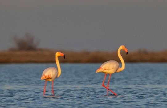 Flamingo in Parc Naturel regional de Camargue, Provence, France