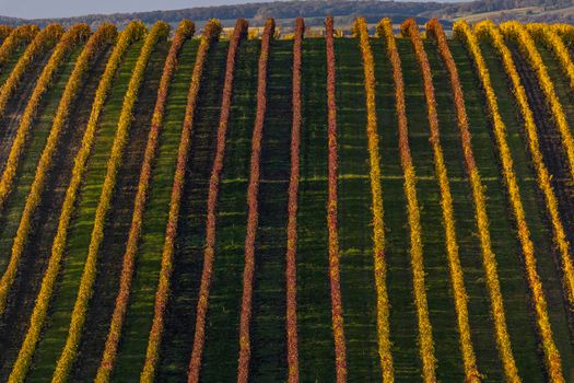 Autumn vineyard near Velke Bilovice, Southern Moravia, Czech Republic