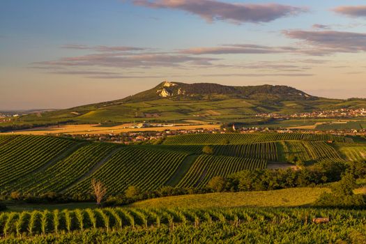 Vineyards under Palava near Dolni Dunajovice, Southern Moravia, Czech Republic