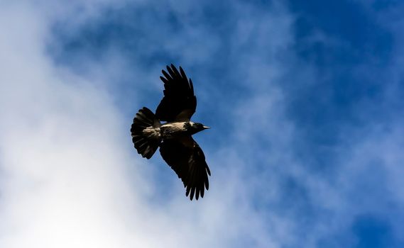 Hooded crow flies in the blue sky with outstretched wings against the backdrop of clouds.