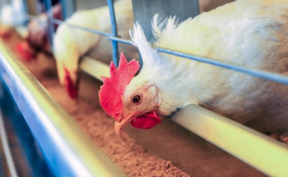 Farm of white hens. A chicken is standing near a festoon.