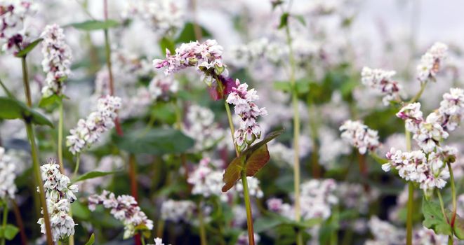 Buckwheat, Fagopyrum esculentum, Japanese buckwheat and silverhull buckwheat blooming on the field. Close-up flowers of buckwheat