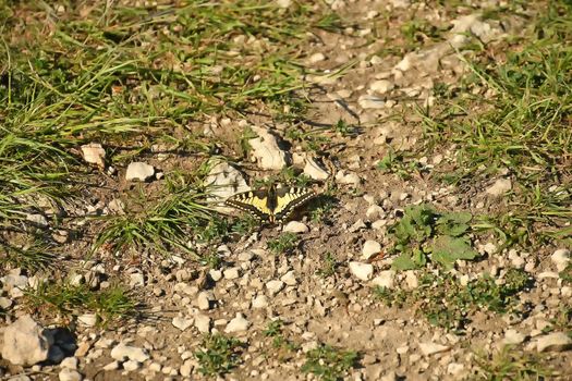 swallowtail butterfly in spring in Germany