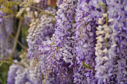 Blooming purple wisteria in spring