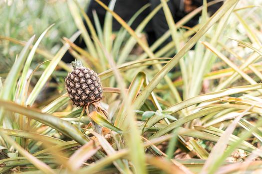 Hawaiian pineapple growing in a plantation in Masaya Nicaragua while farmers collect fruits in the harvest season