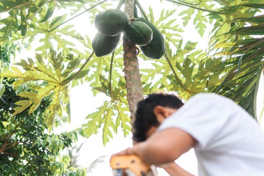 Young man from Nicaragua cutting papayas from a tree. Production and harvest of fruits in Latin America.