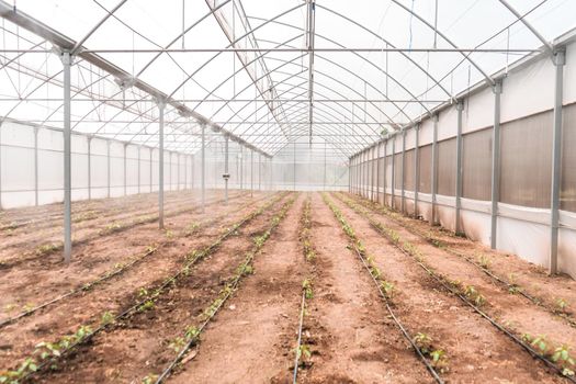 Interior of a sweet pepper greenhouse. Concept of technology to improve food in Nicaragua, Central America and Latin America.