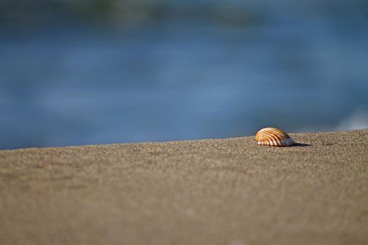 Siggle sea shell laying on the shore sand