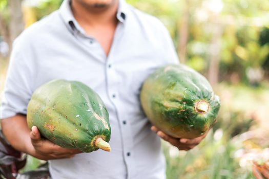 Unrecognizable man from Nicaragua on a farm holding papayas in his hands. Fruit production startup concept.