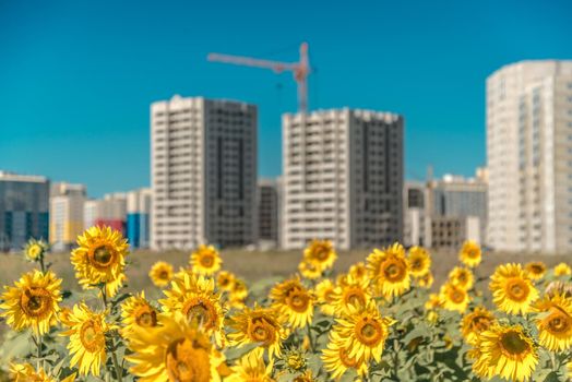 Field of large sunflowers near the new buildings on blue sky background