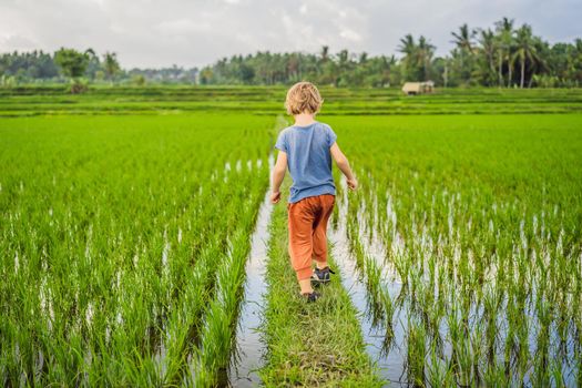 Tourist boy walks in a rice field. Traveling with children concept. Kids friendly place.