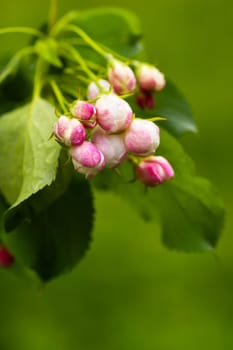 Blooming apple tree in spring after rain.