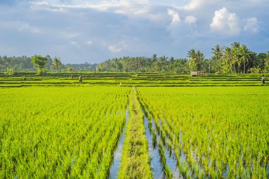 Rice field green grass blue sky cloud cloudy landscape background.