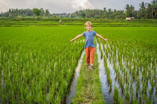 Tourist boy walks in a rice field. Traveling with children concept. Kids friendly place.
