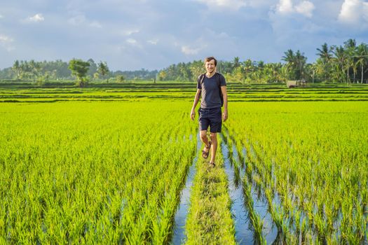 Male tourist with a backpack goes on the rice field.