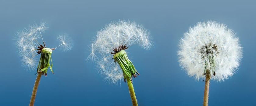 Dandelions as symbol of mental state and stress.
