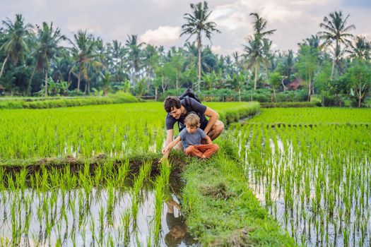 Education of children on nature. Dad and son are sitting in a rice field and watching nature.