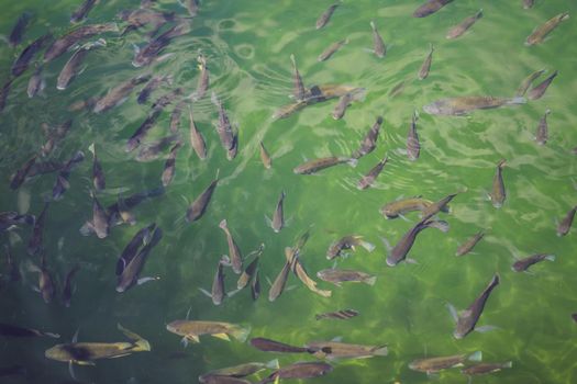 Colorful Koi fish on the pond in Kyoto, Japan. Koi fish is kept for decorative purposes in outdoor zen gardens.