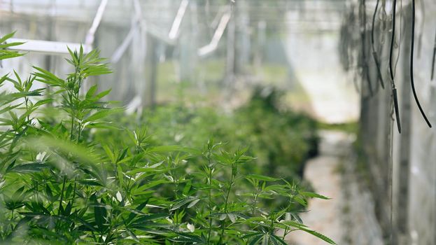 Growing organic cannabis in greenhouse. Alternative herbal medicine, health, hemp industry concept.