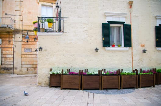 Wall of old building with balcony and windows shutters, boxes with flowers nearby and pigeon dove is walking on old stone streets of ancient town Sassi di Matera, Basilicata, Southern Italy