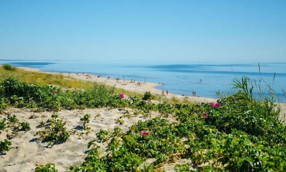 Green plants, grasses and flowers in front of sandy yellow beach and blue sky in National Park Kursiu nerija, the Curonian Spit, Baltic sea, Lithuania