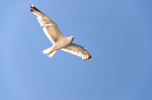 Seagulls in clear blue sky, Adriatic sea, Croatia