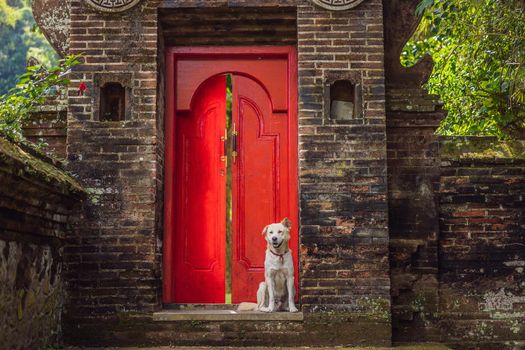 The dog sits on the background of a large red front door.
