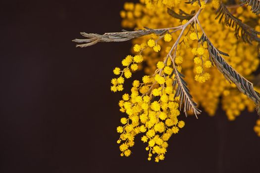 Macro image of the bright yellow flowers of the Black Wattle (Acasia mearnsii)