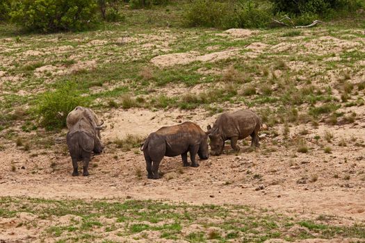 Dehorned White Rhino (Ceratotherium simum)  in Kruger National Park. South African National Parks dehorn rhinos in an attempt curb poaching