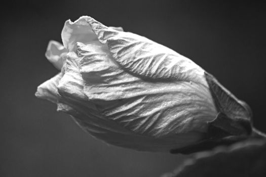 A monochrome image of the bud of a Hibiscus flower