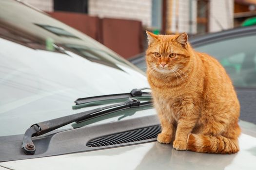 Red cat is sitting on the hood of a car. Ginger cat sitting on the car outdoors.